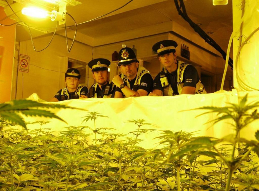 Một vườn cần sa bị cảnh sát Anh phát hiện. (Ảnh: Volteface