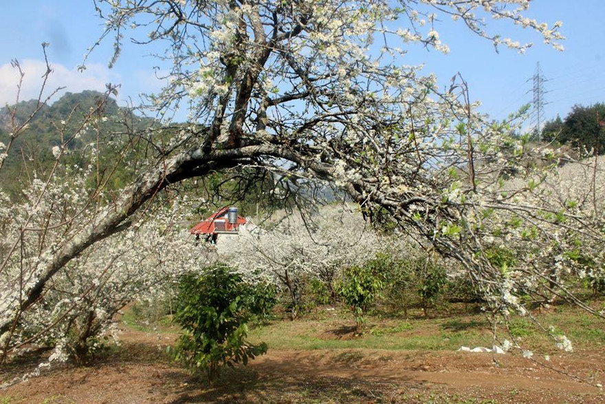 Mận nở khắp cánh rừng. Chùm ảnh hoa mận được anh Đỗ Anh vừa thực hiện tại xã Chiềng Đen, thành phố Sơn La.