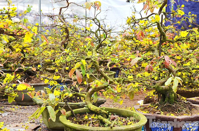 Trước Tết, mai vàng tại Bình Định đã tất bật vào vụ thu hoạch. Chủ vườn vặt hết lá, bán cho thương lái đưa đi khắp các tỉnh thành trong cả nước, phục vụ nhu cầu chơi mai xuân dịp Tết Bính Thân sắp tới.