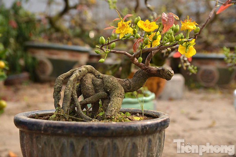 Những cây mai vàng bonsai Bình Định được bày bán tại các hội chợ Xuân ở Thủ đô.