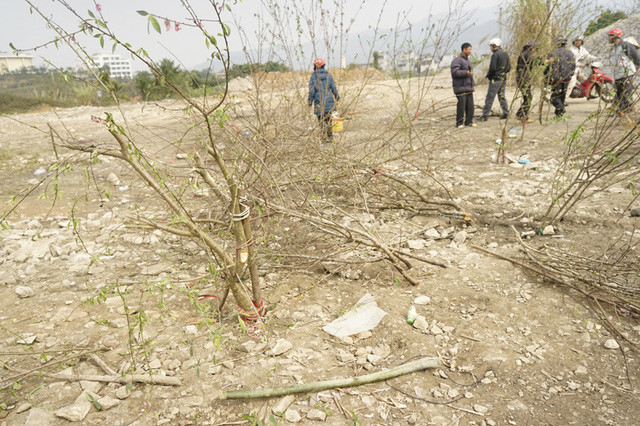 Cây cảnh tiền triệu ế chỏng chơ, đào Tết gom làm... củi