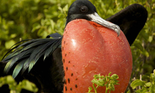 Loài chim vừa được phát hiện có khả năng ngủ khi đang bay.