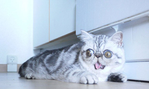 Mèo Herman không thể nhắm mắt du là khi ngủ.