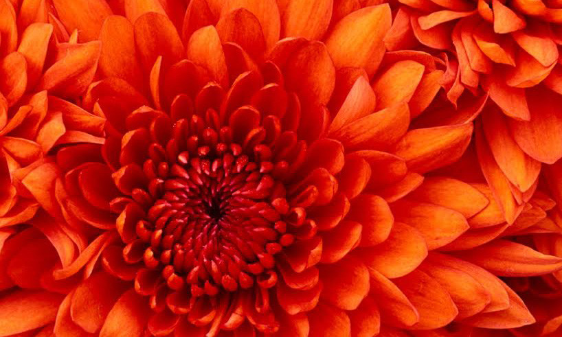 Nhà mạng Viettel dùng chứng minh thư hình bông hoa để đăng ký cho số thuê bao 0961087XXX.