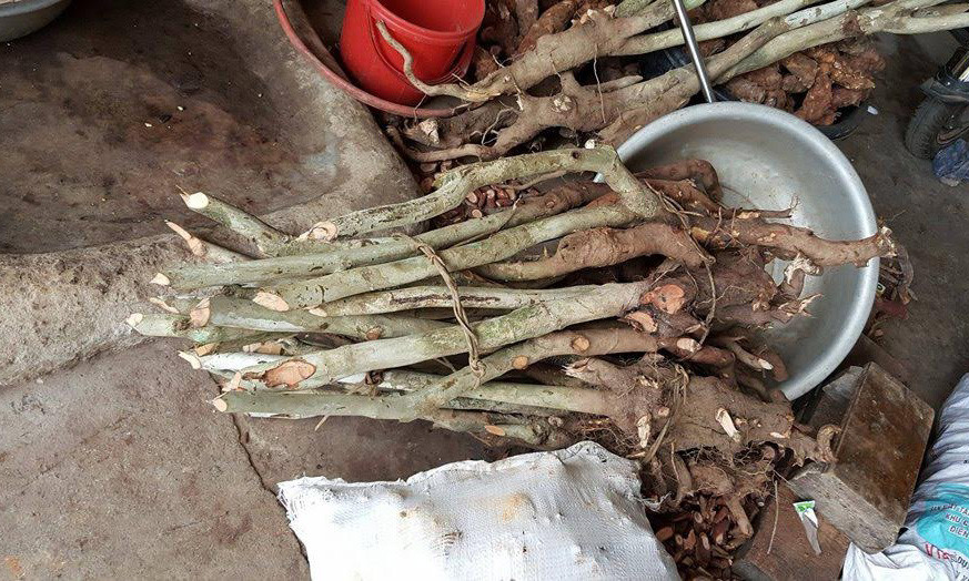 Người dân tìm gốc trà hoa vàng quý hiếm bán cho lái buôn.