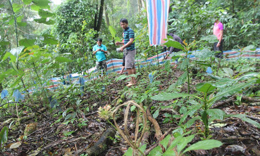 Sâm Ngọc Linh của người dân huyện Nam Trà My trồng.