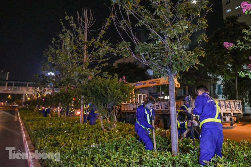 Di dời cây phong lá đỏ trong đêm. Ảnh: Duy Phạm