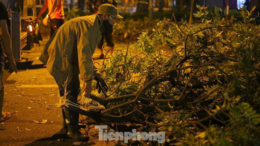 Cây xanh đổ trước cổng công viên Thống Nhất tối qua. Ảnh: T.Minh