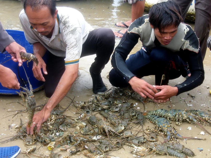 Tôm hùm chết được đưa từ lồng nuôi lên. Ảnh: Ngọc Chung