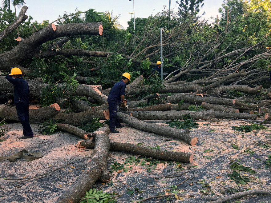 Công nhân cắt dọn cây xà cừ bật gốc.