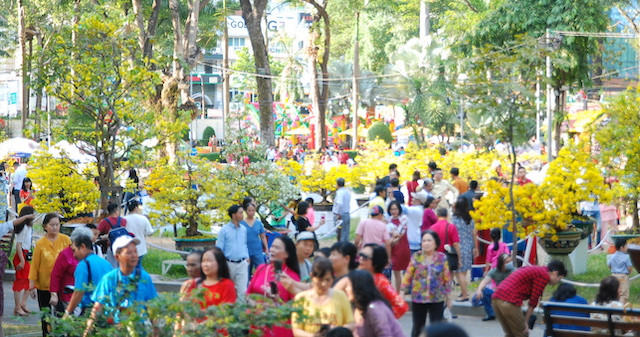 Ngắm những cây Mai thế độc đáo trong vườn hoa Tao Đàn