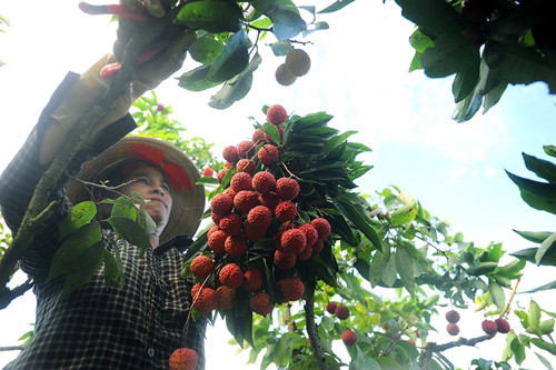 Vải muộn vẫn đang được thu hoạch tại một số xã vùng cao của huyện Lục Ngạn nhưng giá bán chỉ bằng 1/2 so với năm trước. Ảnh: Giang Huy/ VnExpress