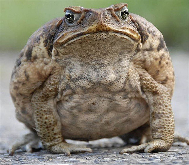 Cóc mía có trọng lượng lên tới 2,65kg.