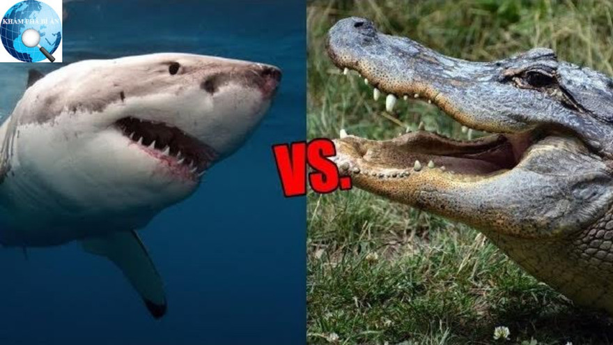 1001 thắc mắc: Vì sao cá sấu lại nguy hiểm hơn cá mập?