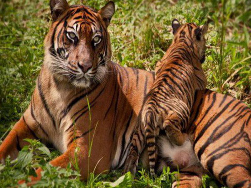 1001 thắc mắc: Hổ ‘yêu đương’ thế nào, vì sao hổ dữ không ăn thịt con?