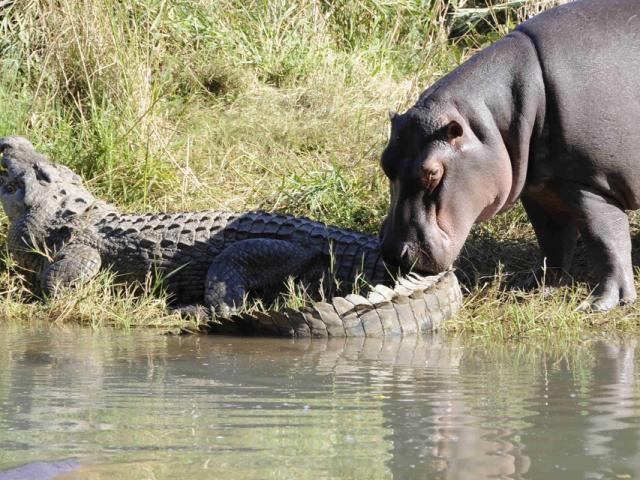  Hà mà tấn công cá sấu
