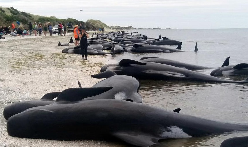 1001 thắc mắc: Vì sao lại có hiện tượng cá voi tự sát tập thể