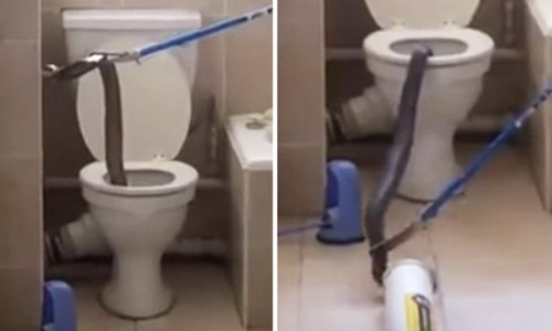 Rắn hổ mang cỡ lớn trốn trong bồn cầu một căn hộ ở khu chung cư tại Nam Phi. Ảnh: Mirror.