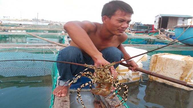 Tôm hùm đã đến kỳ thu hoạch nhưng người nuôi tôm ở đảo Lý Sơn vẫn méo mặt vì giá rớt thê thảm.