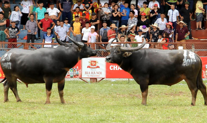Không phát hiện chất kích thích ở trâu chọi húc chết chủ