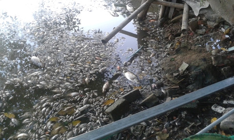 Cá chết nổi trắng hồ Mật Sơn mấy ngày qua. Ảnh: Lê Hoàng.