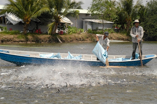 Nuôi cá tra tại Vĩnh Long. ảnh: Cảnh Kỳ