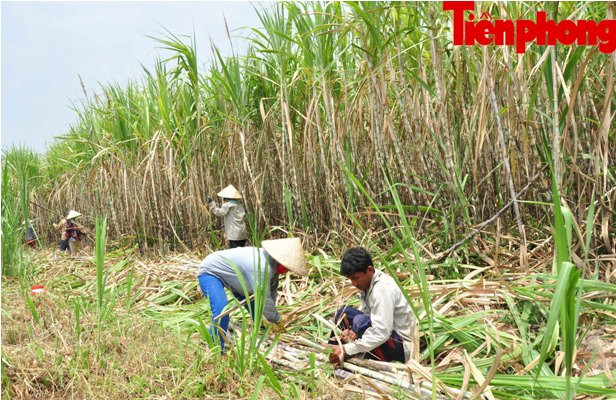 Công nhân đang bó mía.