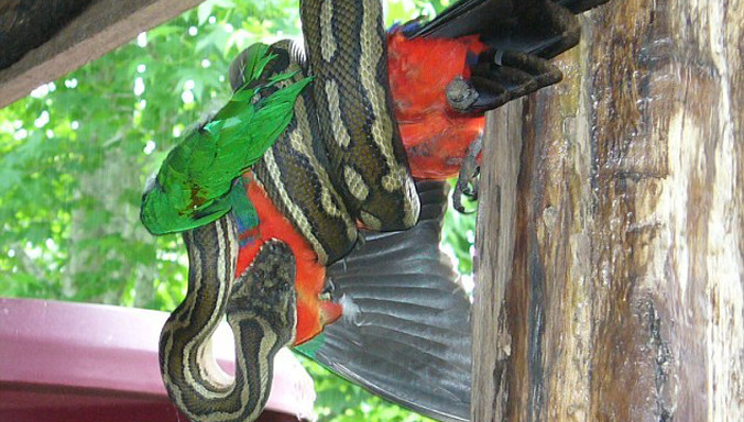 Hình ảnh trăn khổng lồ nuốt chửng vẹt ở một nhà dân ở bang New South Wales, Australia khiến ai cũng rùng mình.