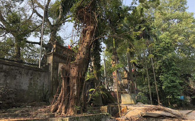 Cây gỗ sưa được định giá 100 tỷ đồng đang bị mối mọt.