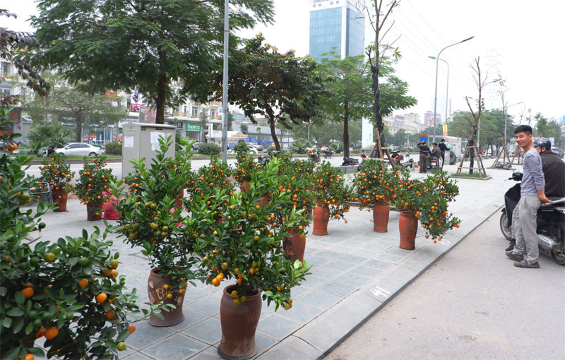 Thời điểm này, một số chợ hoa Xuân đã được tổ chức