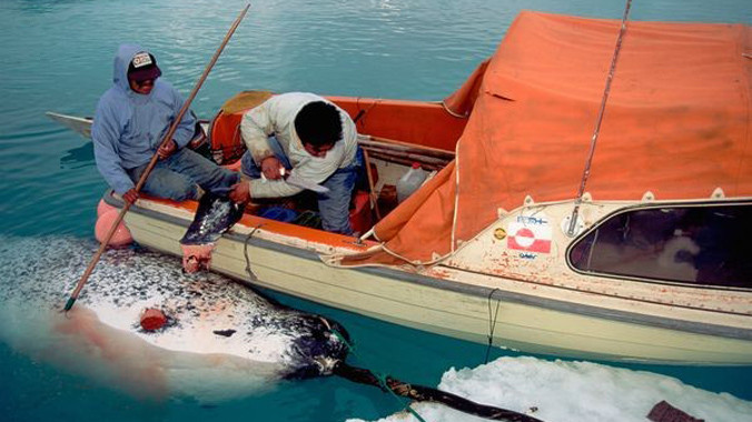 Ngà của kỳ lân biển, nguồn cảm hứng cho những câu chuyện thần thoại, từng có giá bằng khối vàng nặng gấp 10 lần trọng lượng của chúng.