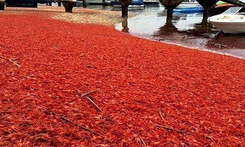 Cua mắc cạn phủ kín bãi biển California, Mỹ, năm thứ hai liên tiếp. Ảnh: WPTV.