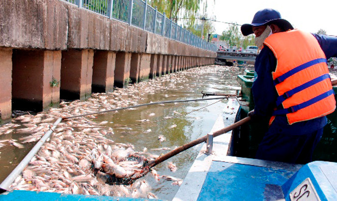 Lực lượng chức năng vớt hơn 14 tấn cá nhưng vẫn chưa hết cá chết.