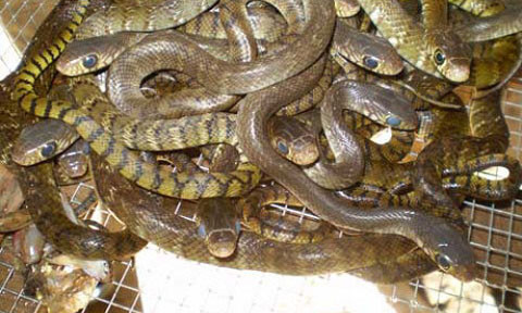 Ông Mishra cùng với người dân địa phương đã cùng nhau “đuổi rắn” suốt đêm.