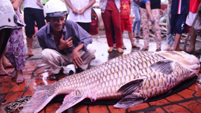 Con cá hô bán được hơn 162 triệu đồng.