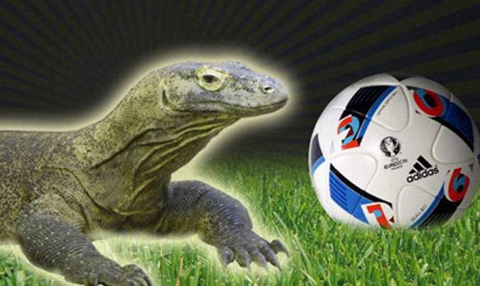Thằn lằn Arang sẽ dự đoán các trận đấu thuộc Euro 2016.