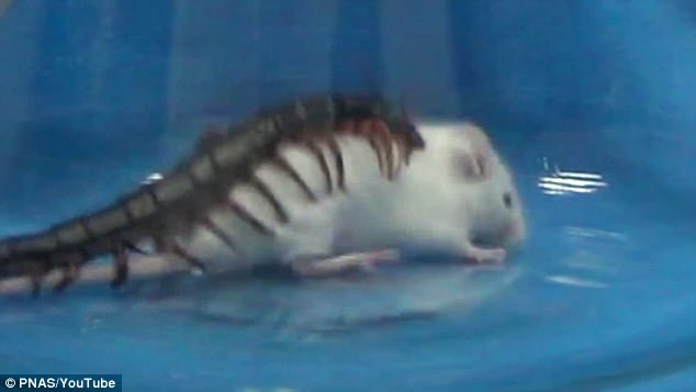 Rết đầu vàng Trung Quốc hạ gục chuột to trong chốc lát