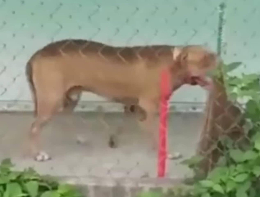 Một trong hai con Pitbull cắn chết người ở Long An.