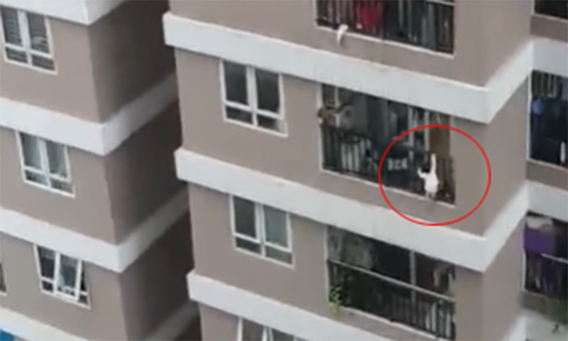 Hình ảnh cắt từ video.