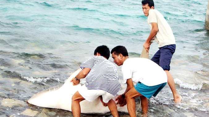 Bộ đội ta bắt sống cá mập trên đảo Tốc Tan. Ảnh: Trần Nguyễn Anh 