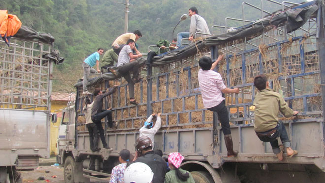 Nhiều người dân trèo lên xe ô tô để mót dưa. Ảnh: Duy Chiến