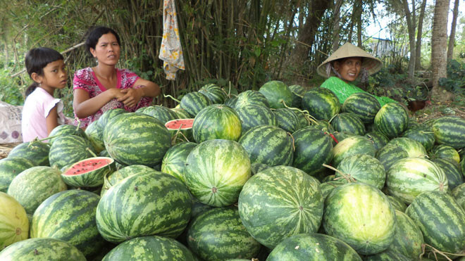 Chị Trần Thị Na Vi tính bán xong dưa là bỏ quê đi làm mướn. ẢNH: XUÂN LƯƠNG