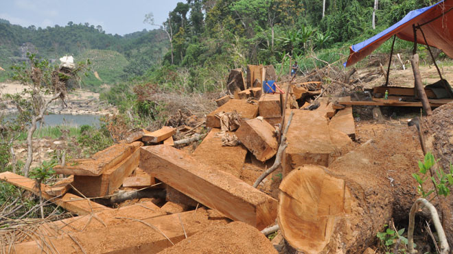 Cây chò nâu được bán ngay tại rừng