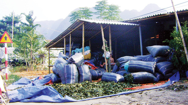 Tại điểm thu mua lá cây chua ke tại xã Chi Khê (Con Cuông)