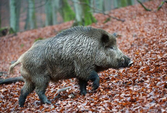 Ảnh minh họa. Nguồn: cztv.com.