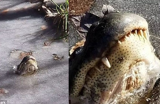 Phần mõm cá sấu lộ ra trên mặt nước đóng băng ở Bắc Carolina, Mỹ. Ảnh: Daily Mail