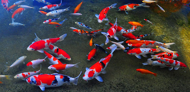 Người Hà Nội chơi chép cảnh Nhật Bản