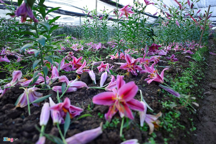 Hoa nở sớm rụng đỏ gốc khiến mỗi gia đình trồng ly bị lỗ 50-60 triệu đồng/sào vì phải bán giá rẻ