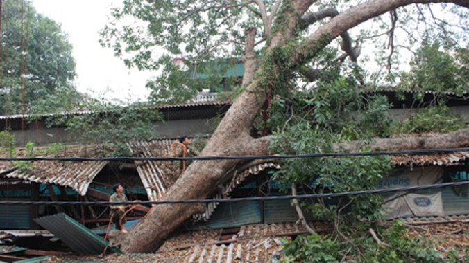 Cây cổ thụ này đổ đã làm hư hại nhiều mái tôn của 1 số ki ốt trong chợ.