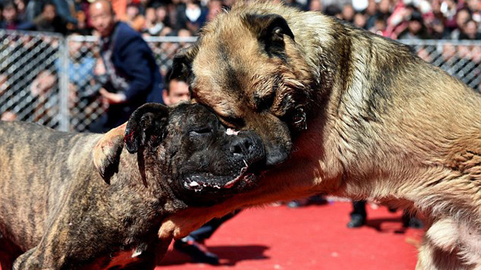 Cắn xé nhau hung bảo trong trận chiến sinh tồn.